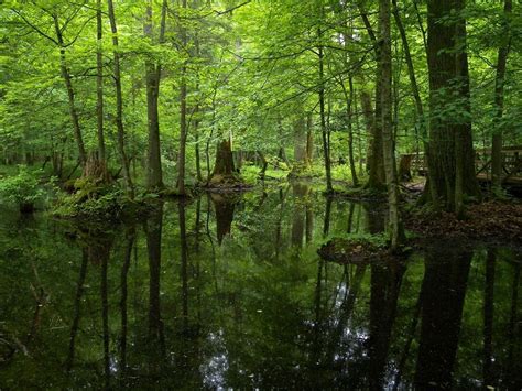 Bialowieza: Europe’s Last Primeval Forest | Amusing Planet