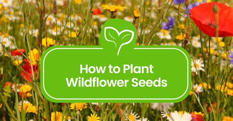 How to Plant Wildflower Seeds: A Step-by-Step Guide to Blooming Beauty ...