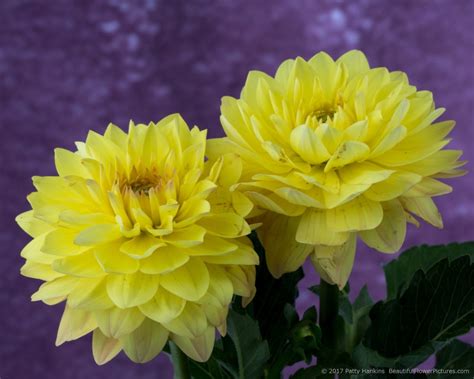 In the Studio: A Few Yellow Dahlias | Beautiful Flower Pictures Blog