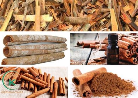 Cinnamon Production And Things You Should Know | K-Agriculture