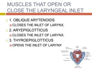 Laryngeal Muscles | PPT