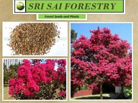 Lagerstroemia Indica Seeds at best price in Chikkaballapur by Sri Sai Forestry | ID: 20807691248