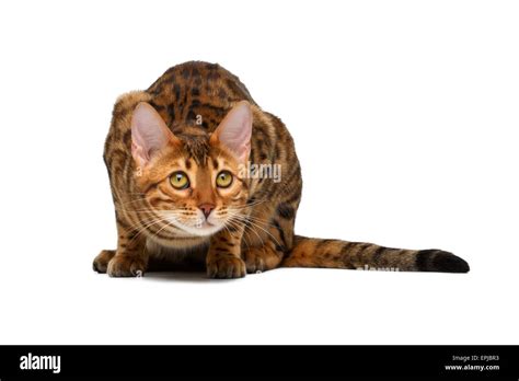 bengal cat crouched Stock Photo - Alamy