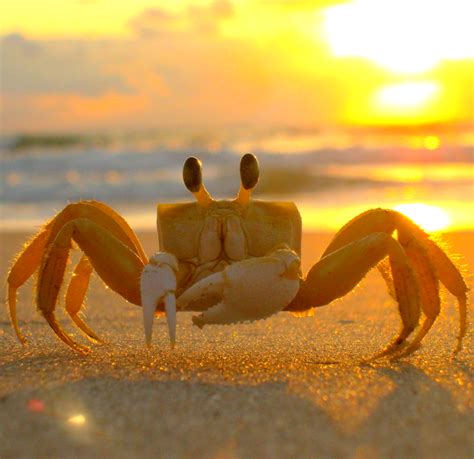 Different Types of Crab (with Pictures) | Owlcation