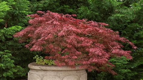 A Guide To Different Japanese Maple Types Gardener's Path, 49% OFF