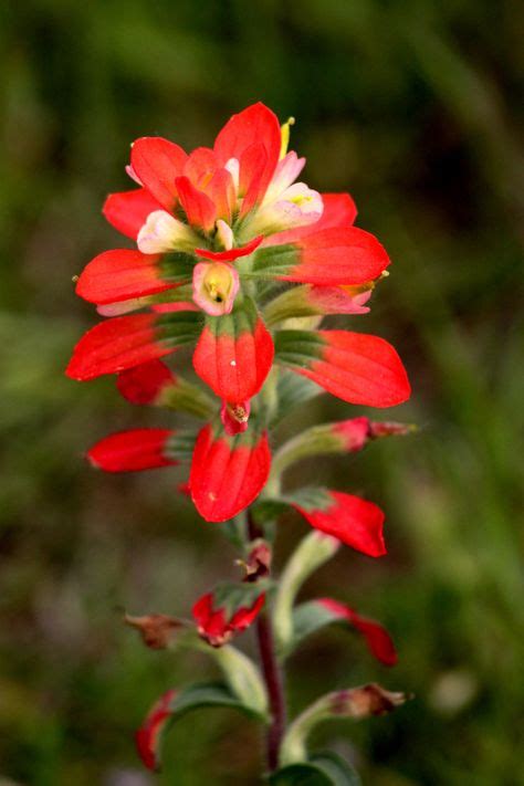 Indian paintbrush leaves - methodukraine