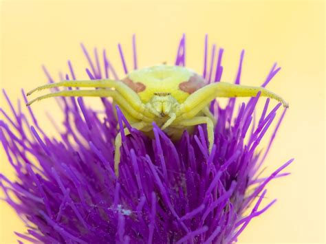 Macro Photography: How to Photograph Frost & Ice | Nature TTL