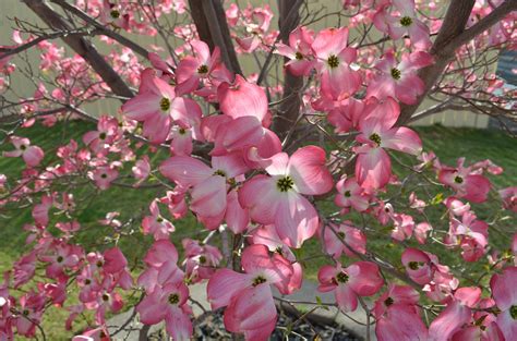 Flowering Dogwood: A Must Have For Your Garden - Blog - Embassy Landscape Group