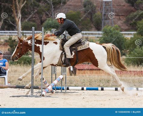 Western horse jumping editorial stock photo. Image of dressage - 103040598