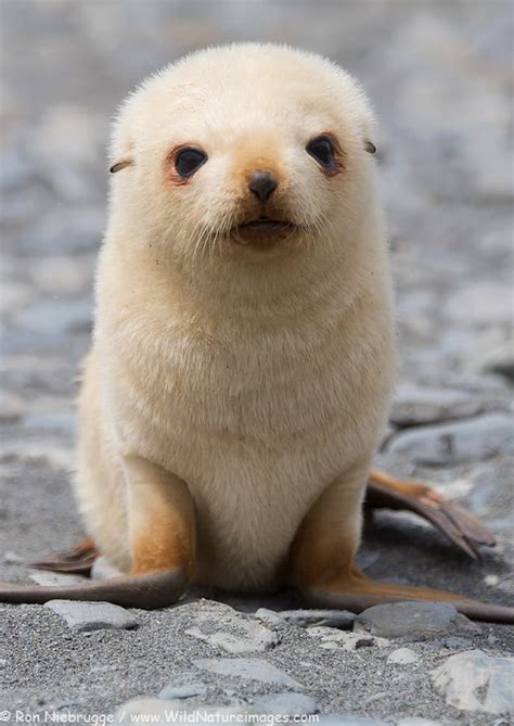 Blondie baby fur seal on South Georgia | Cute baby animals, Cute animals, Baby animals