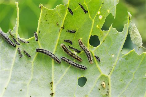 Why Are The Leaves On My Plant Curling: 6 Common Reasons