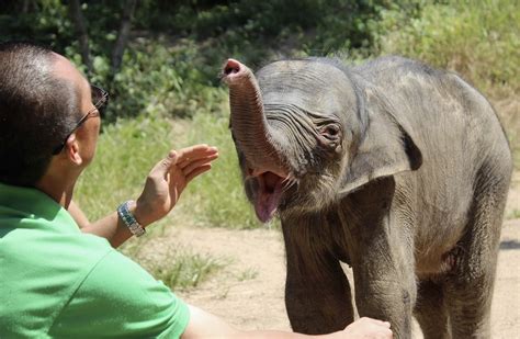 These Pictures Of A Baby Elephant Crying After His Mother Rejected Him ...