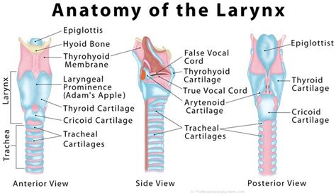 Anatomy and Physiology of Speech (Lungs and Larynx) Diagram | Quizlet