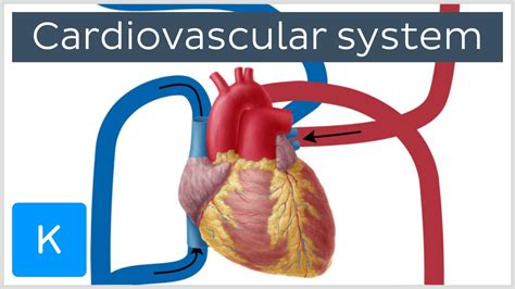 Circulatory System Organs And Functions