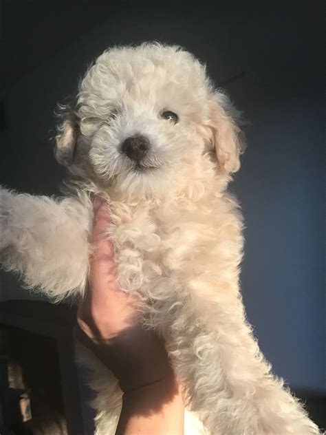 Goldendoodle Puppies For Sale | Pine Valley, CA #243343