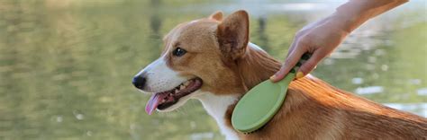 Coastal Pet Products | Coastal Pet Products