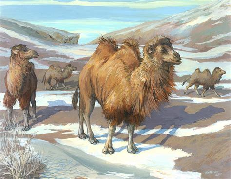 Wild Bactrian Camels Painting by ACE Coinage painting by Michael ...