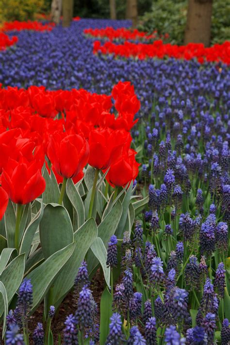 Red Tulips And Grape Hyacinths Free Stock Photo - Public Domain Pictures