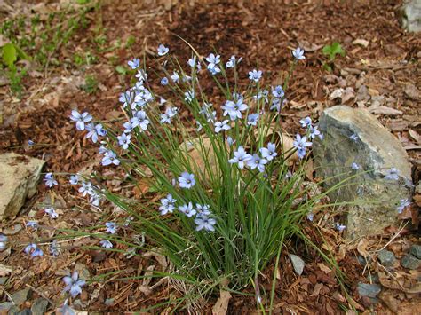 Sisyrinchium angustifolium – Rachels Native Plants