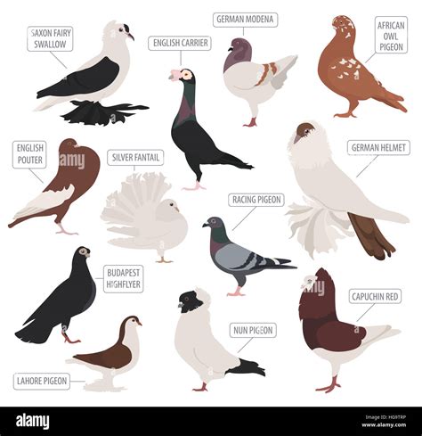 Poultry farming. Pigeon breeds icon set. Flat design. Vector illustration Stock Photo - Alamy