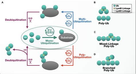 Ubiquitin Function