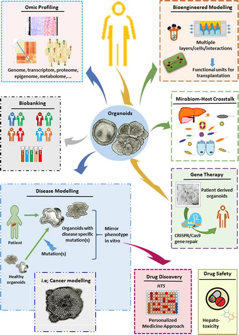 Frontiers | Next-Generation Liver Medicine Using Organoid Models