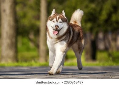 Husky Photos and Images | Shutterstock