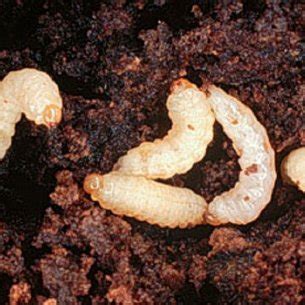 Larvae of sweetpotato weevil, Cylas formicarius (Fabricius). Credits:... | Download Scientific ...