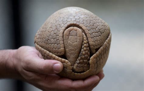 Armadillo's Defense Mechanism In Its Shell Photo | One Big Photo