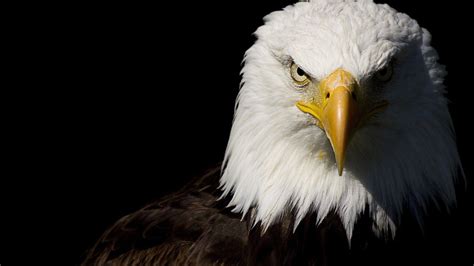 Bald Eagle 1920x1080 | Eagle wallpaper, Eagle background, Eagle images