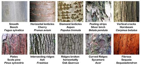 Identify Hardwood Trees By Bark