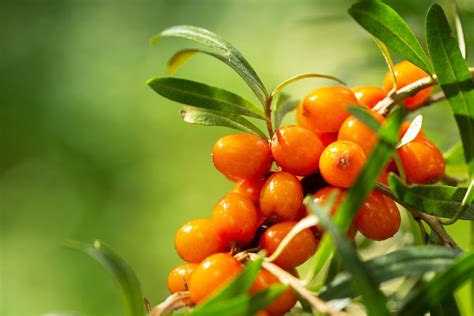 Trees with yellow berries: Common Varieties and Identification Guide