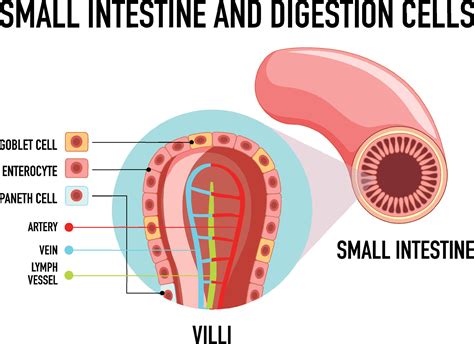 Diagram showing small intestine and digestion cell 6770726 Vector Art ...