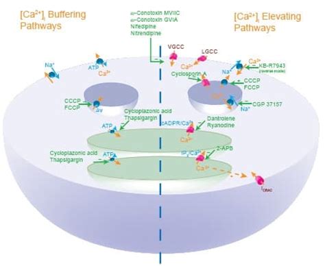 Calcium Signaling | Signal Transduction | Tocris Bioscience