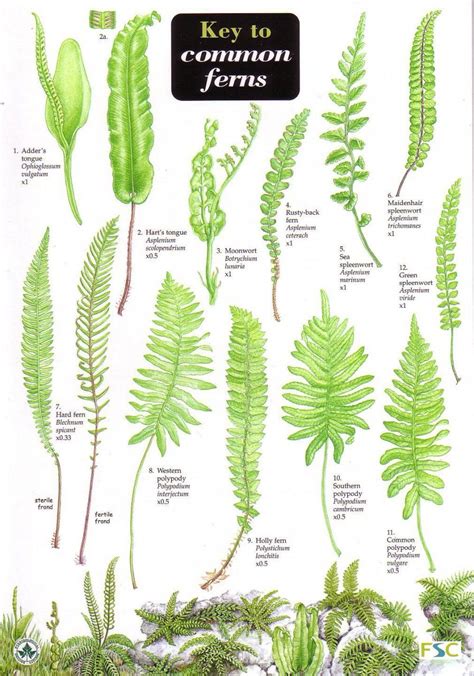 Guide to Common Ferns | Ferns garden, Plants, Ferns