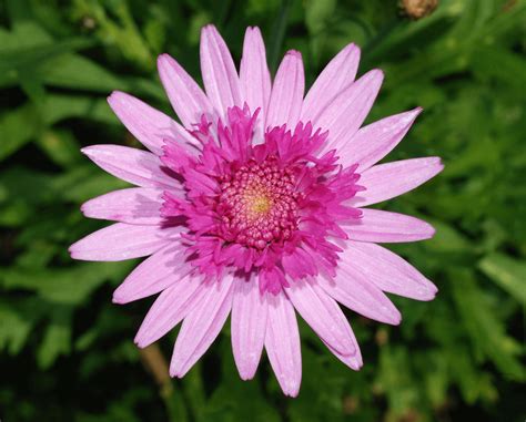 Pink chrysanthemum color meaning