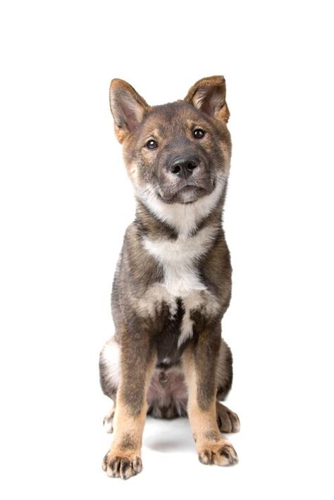 Shikoku Dog Breed Health, Temperament, Feeding and Puppies - PetGuide ...