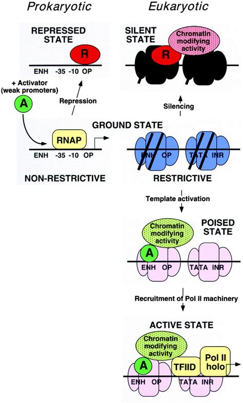 Fundamentally Different Logic of Gene Regulation in Eukaryotes and Prokaryotes: Cell