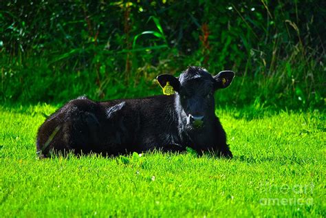 Aberdeen Angus Calf Photograph by Kimberly McDonell - Fine Art America