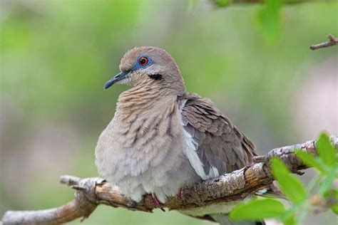 White-winged doves are invading our mourning dove territory