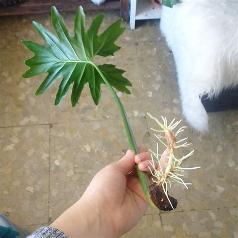 This philodendron propagation sure went well!! 🌿🌿🌿 : houseplants