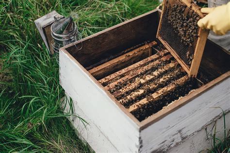 Tips For Storing Beekeeping Equipment