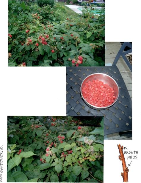 Planting RASPBERRIES, Pruning RASPBERRIES | Fred Gonsowski Garden Home Planting Vegetables ...