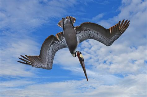 Four Birds You Might See Underwater While Diving