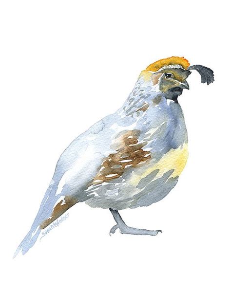 Quail Watercolor Painting 11 x 14 Giclee Print by SusanWindsor | Bird ...