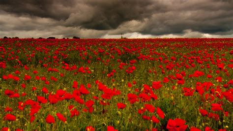 "Ribbon Of Poppies" To Commemorate WWI Centenary