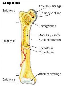 Epiphysis - Definition, Location, Function and Pictures