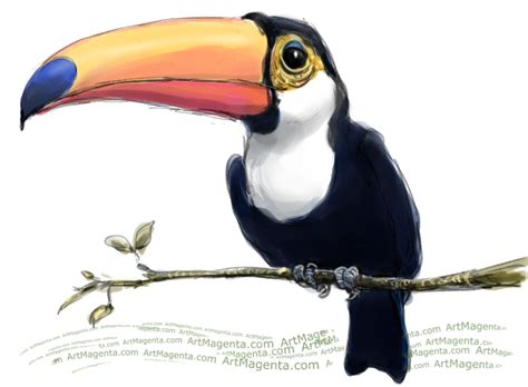 Birds: Toucans