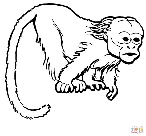 Curious Uakari Monkey coloring page | Free Printable Coloring Pages