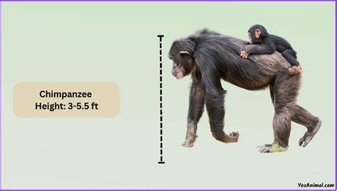 Chimpanzee Size: How Big Are They Compared To Others?